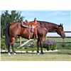 Image 2 : Rocky, 2004 QH Bay Gelding,  16:0.