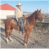 Image 1 : Steve, 2014 AQHA Sorrel Gelding,  15:0.