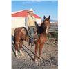 Image 2 : Steve, 2014 AQHA Sorrel Gelding,  15:0.