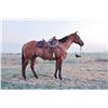 Image 1 : Scotch, 2011 AQHA Red Dun Gelding
