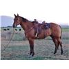 Image 2 : Scotch, 2011 AQHA Red Dun Gelding