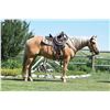 Image 1 : Hugo, 2010 QH Palomino Gelding,  15:1.