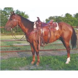 Shorty, 2015 QH Chestnut Gelding,  14:1.