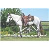 Image 1 : Iggy, 2010 Titled Mustang Grey Gelding,  15:0.