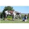 Image 2 : Iggy, 2010 Titled Mustang Grey Gelding,  15:0.