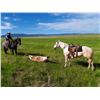 Image 2 : Miss Piggy, 2014 AQHA Gray Mare,  14:3.