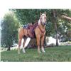 Image 2 : Cowboy, 2018 1/4 Belgian 1/4 Halflinger 1/2 QH Palomino Gelding,  14:3.