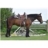 Image 2 : Brownie, 2016 1/2 Belgian 1/2 QH Bay Gelding,  15:2.