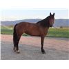 Image 2 : Cooney, 2011 1/2 Morgan 1/2 Percheron Bay Mare,  16:2.
