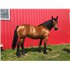 Image 1 : Betty, 2012 Draft Cross Bay Mare,  15:3.