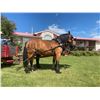 Image 2 : Betty, 2012 Draft Cross Bay Mare,  15:3.