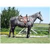 Image 2 : Flint, 2015 1/2 Percheron 1/2 QH Dapple Grey Gelding,  16:1.