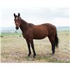 Image 1 : Michelle, 2009 Standardbred Bay Mare,  15:3.