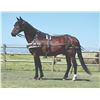 Image 1 : Billy, 2003 Reg Morgan Bay Gelding,  15:0.
