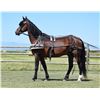 Image 2 : Billy, 2003 Reg Morgan Bay Gelding,  15:0.