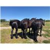 Image 2 : Sam, 2006 Percheron Black Gelding,  17:2.