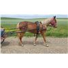 Image 1 : Ruby, 2017 Quarter Pony Sorrel Mare,  13:0.
