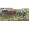 Image 2 : Ruby, 2017 Quarter Pony Sorrel Mare,  13:0.