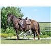 Image 1 : Rose, 2014 Pony Grullo Mare, 53".