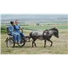 Image 1 : Roanie, 2012 Miniature Red Roan App Mare, 35".