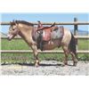 Image 1 : Randy, 2016 Miniature Dun Gelding, 38".