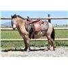 Image 2 : Randy, 2016 Miniature Dun Gelding, 38".