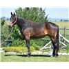 Image 1 : 2018 1/2 Standardbred 1/2 Percheron Bay Gelding