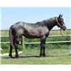 Image 1 : 2019 1/2 QH 1/2 Percheron Blue Roan Filly