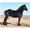 Image 2 : 2019 1/2 QH 1/2 Percheron Blue Roan Filly