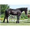 Image 2 : 2019 1/2 Friesian 1/2 Percheron Black Stallion