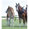 Image 2 : 2020 3/4 Belgian 1/4 Halflinger Sorrel Filly