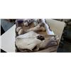 Image 3 : 2 GOAT SKULLS, LARGE SKULL AND BONE
