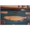 Image 2 : RAINBOW TROUT FLY FISHING SHADOW BOX