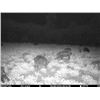 Image 3 : 3-day Florida Unlimited Wild Boar Hunt for One Hunter with Guest Ivan Carter