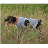 Image 3 : 2-day/3-night Florida Bobwhite Quail hunt at the Gilchrist Club for Two Hunters