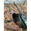 Image 1 : 2-day Florida Osceloa Turkey Hunt for One Hunter