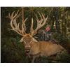 Image 2 : Hunt with Pat & Nicole Reeve of Driven TV in New Zealand