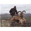 Image 1 : 3-day West Texas Trophy Aoudad Hunt for One Hunter