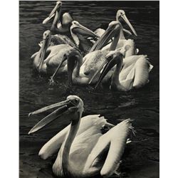 Ylla - Pelicans, 1950