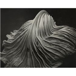 Edward Weston - Cabbage Leaf, 1931