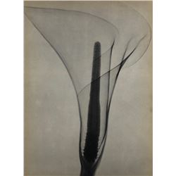 Dr. Dain L. Tasker - X-Ray of a Lily, 1930