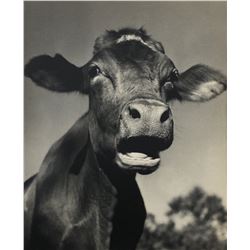 Ylla - Cow, 1950