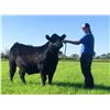 Image 2 : Cody Arnold - Market Beef