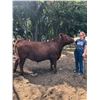 Image 2 : Alyssa Gruszie - Market Beef