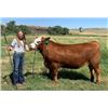 Image 2 : Madilyn Gruszie - Market Beef