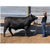 Image 2 : Morgan Friede - Market Beef