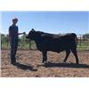 Image 2 : Shane Friede - Market Beef