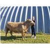 Image 2 : Gracie Skoyen - Market Beef