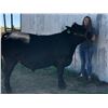 Image 2 : Allyssa Schoen - Market Beef