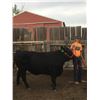 Image 2 : Ryan Meneely - Market Beef